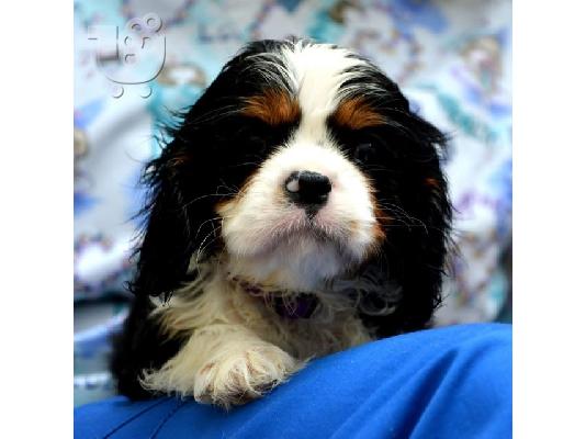 Cavalier King Charles spaniel - blenheim και tricolor